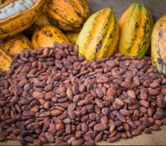 Cocoa Beans